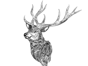 Tranh đầu hươu cnc trang trí